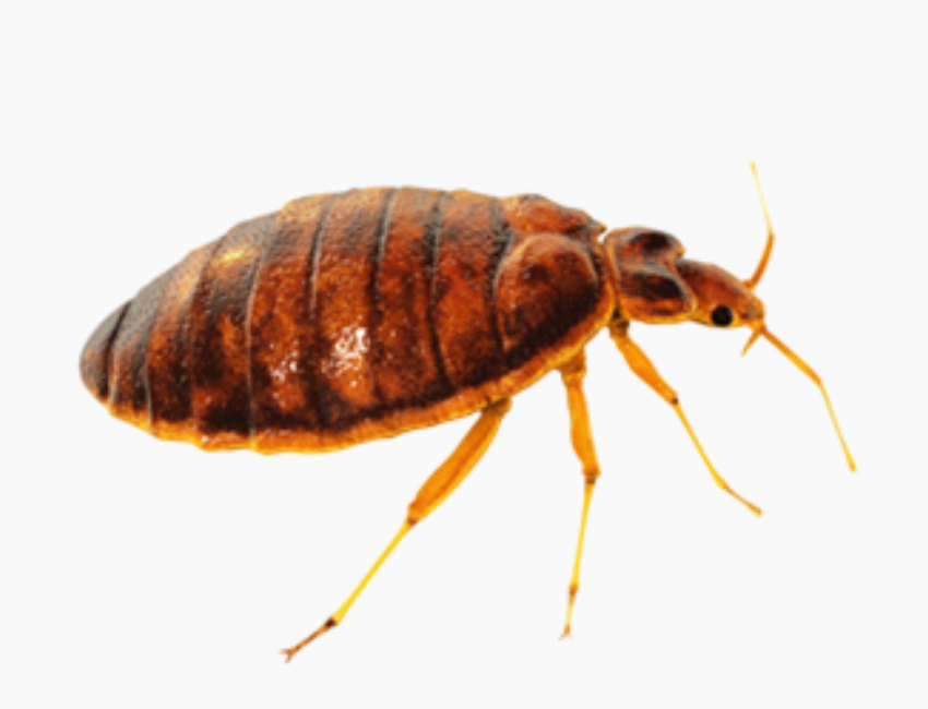 Bed Bug Control