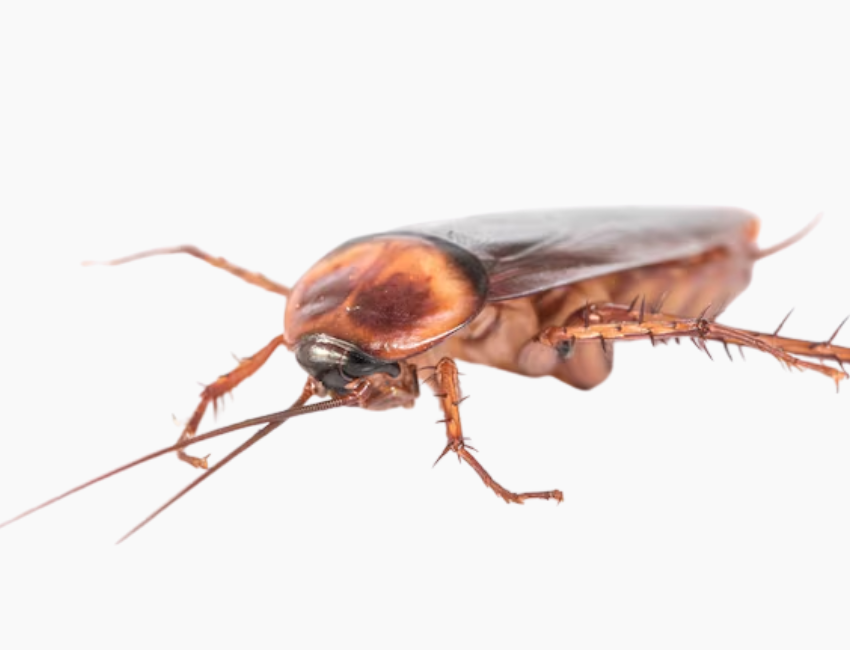 Cockroach Control
